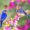 littlebird307
